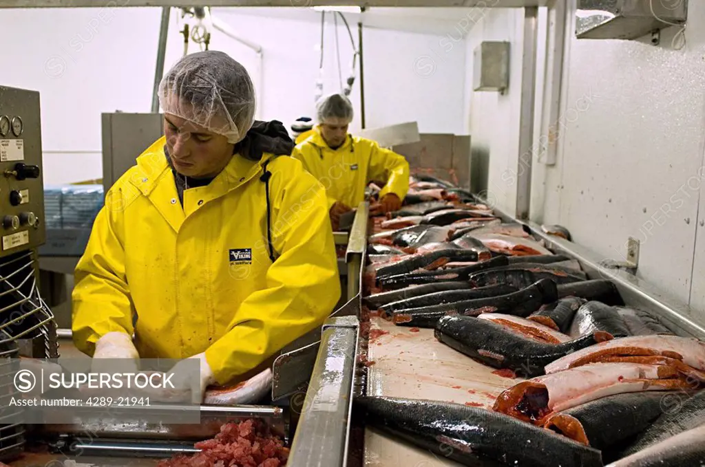 Leader Creek Fisheries plant workers load sockeye into filleting machines, Naknek, Alaska/n