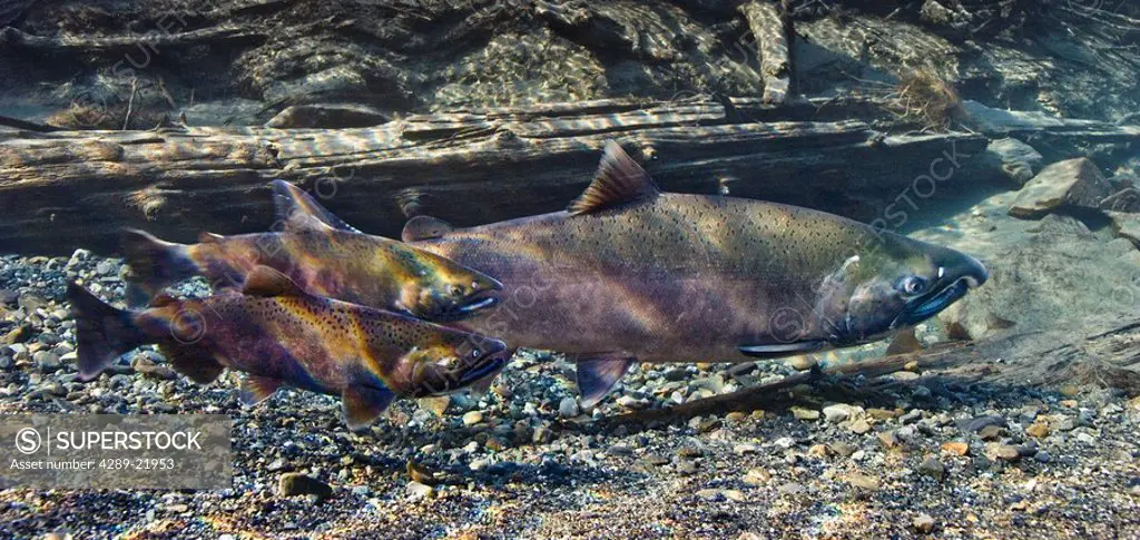 Underwater view of Coho salmon migrating to spawning grounds, Power Creek, Alaska