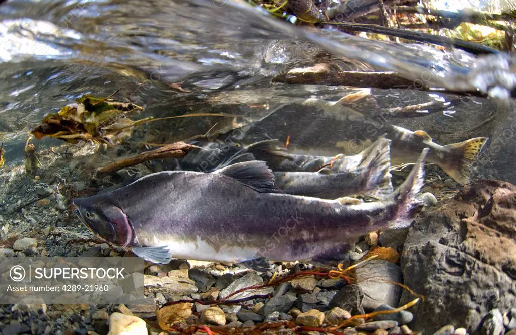 Underwater view of pink salmon in Power Creek, near Cordova in Southcentral, Alaska, Summer