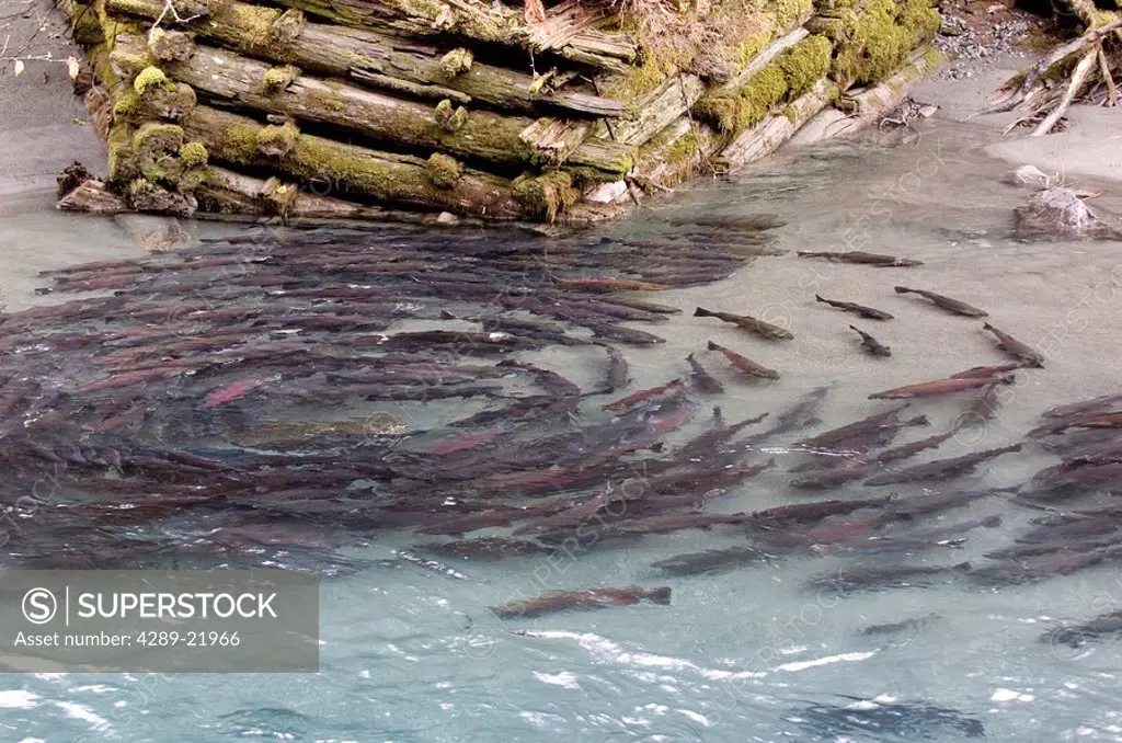 Underwater view of coho salmon migrating to freshwater spawning grounds, Power Creek, Near Cordova, Southcentral Alaska