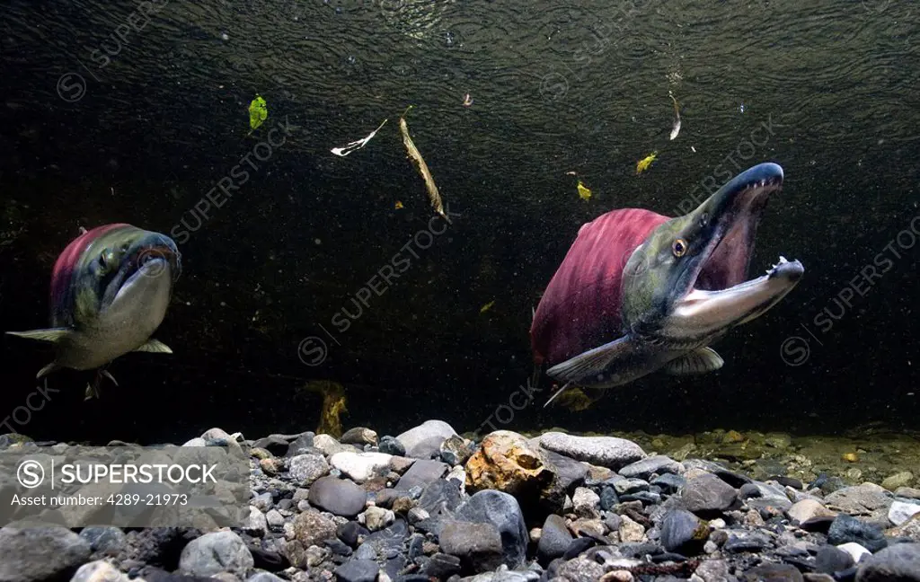Underwater view of sockeye salmon on spawning grounds in Power Creek, near Cordova, Southcentral Alaska
