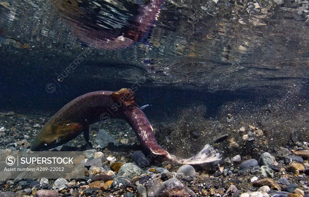 Underwater view of coho salmon migrating to freshwater spawning grounds, Power Creek, Near Cordova, Southcentral Alaska
