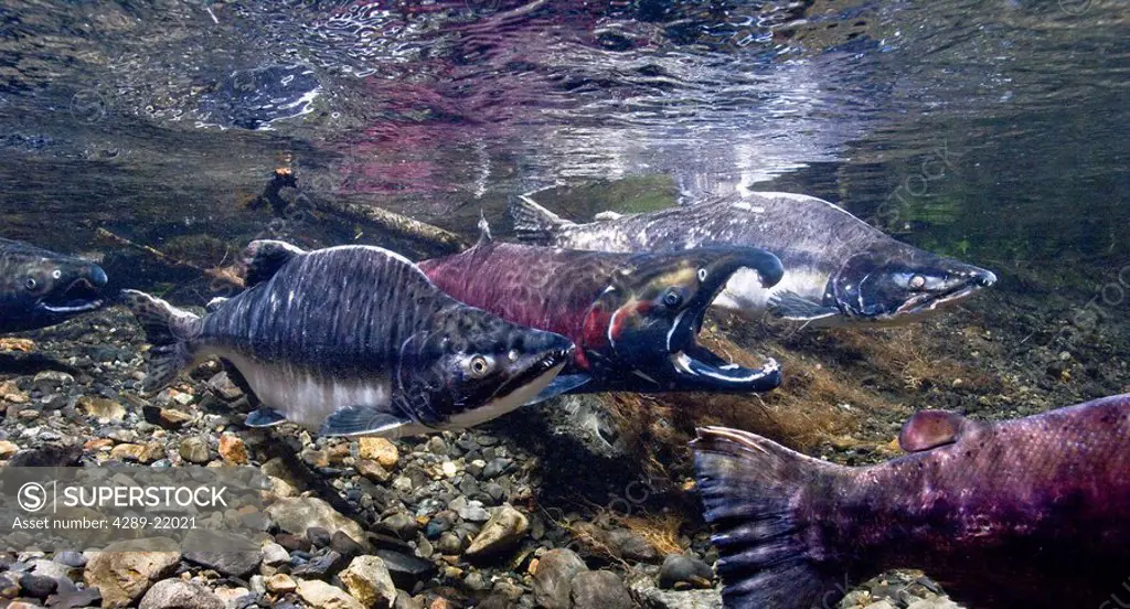 Underwater view of aggression between coho and pink salmon during their spawning migration, Power Creek, near Cordova, Southcentral Alaska