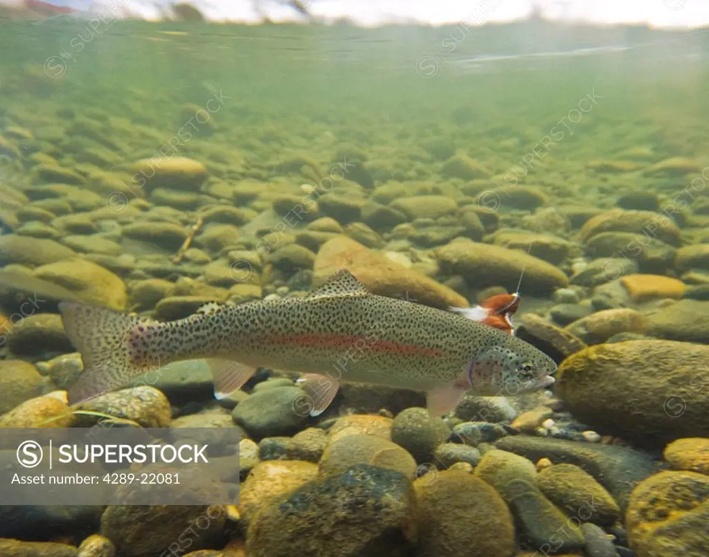 Underwater view of rainbow trout caught by fly fisherman, Montana Creek, Southcentral Alaska, Summer