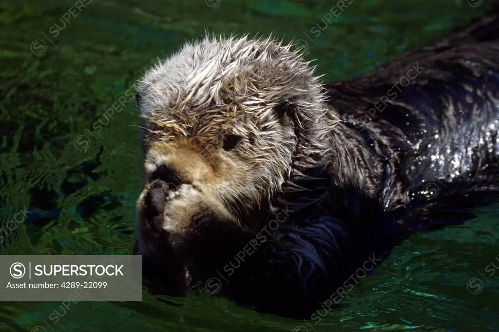 Closeup of Sea Otter floating on stomach Kachemak Bay Kenai Peninsula Alaska Summer