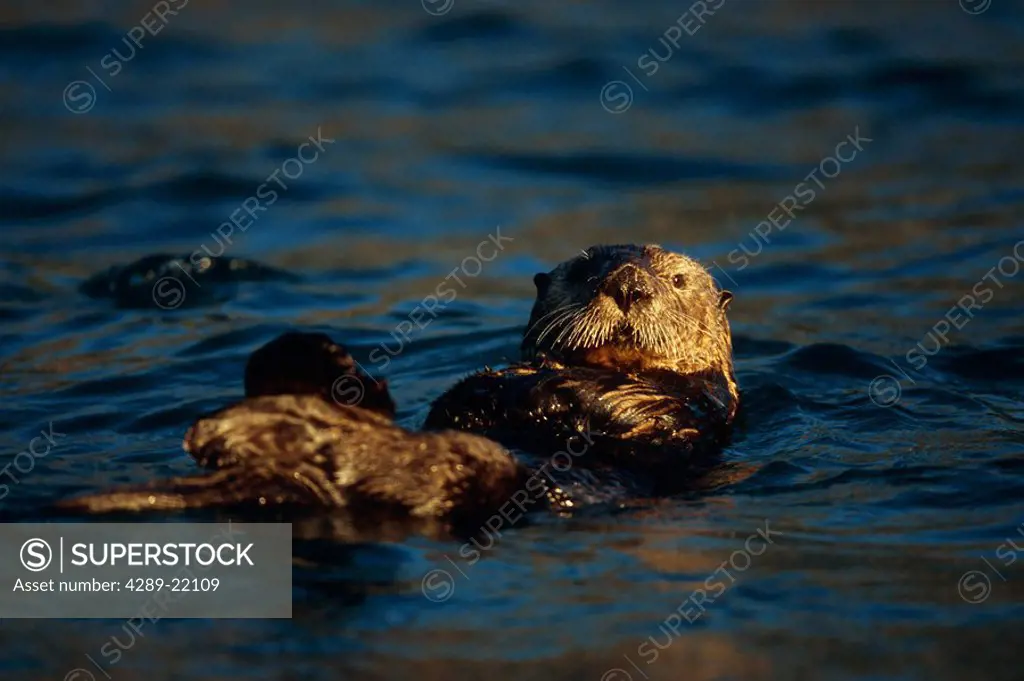 Close up of Sea Otter in Resurrection Bay Alaska KP Summer