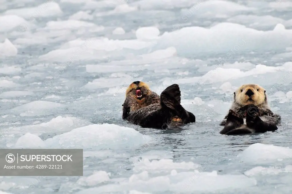 Sea Otters swim in an ice floe at Harvard Glacier in Prince William Sound, Southcentral Alaska, Summer