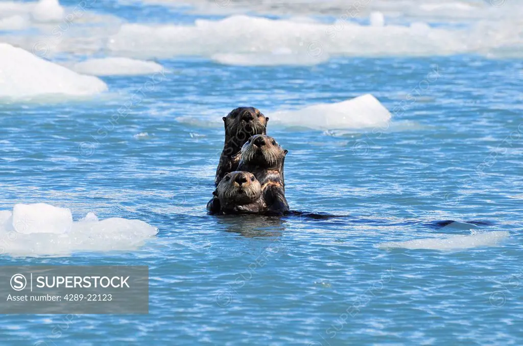 Sea Otters swim in an ice floe at Yale Glacier in Prince William Sound, Southcentral Alaska, Summer