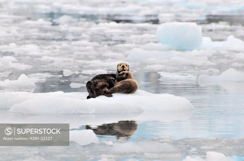 Sea Otter with pup rest on an ice floe at Harvard Glacier in Prince William Sound, Soutcentral Alaska, Summer