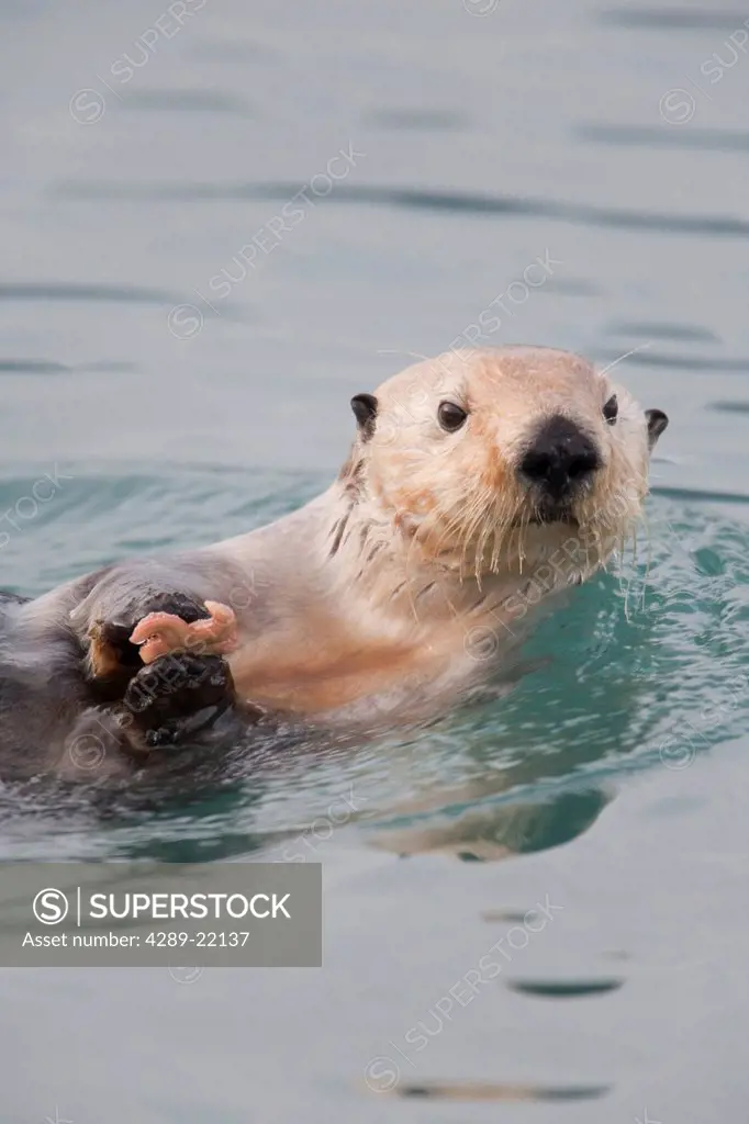 Close up view of a Sea Otter holding a small starfish while swimming in Prince William Sound, Alaska, Southcentral, Fall
