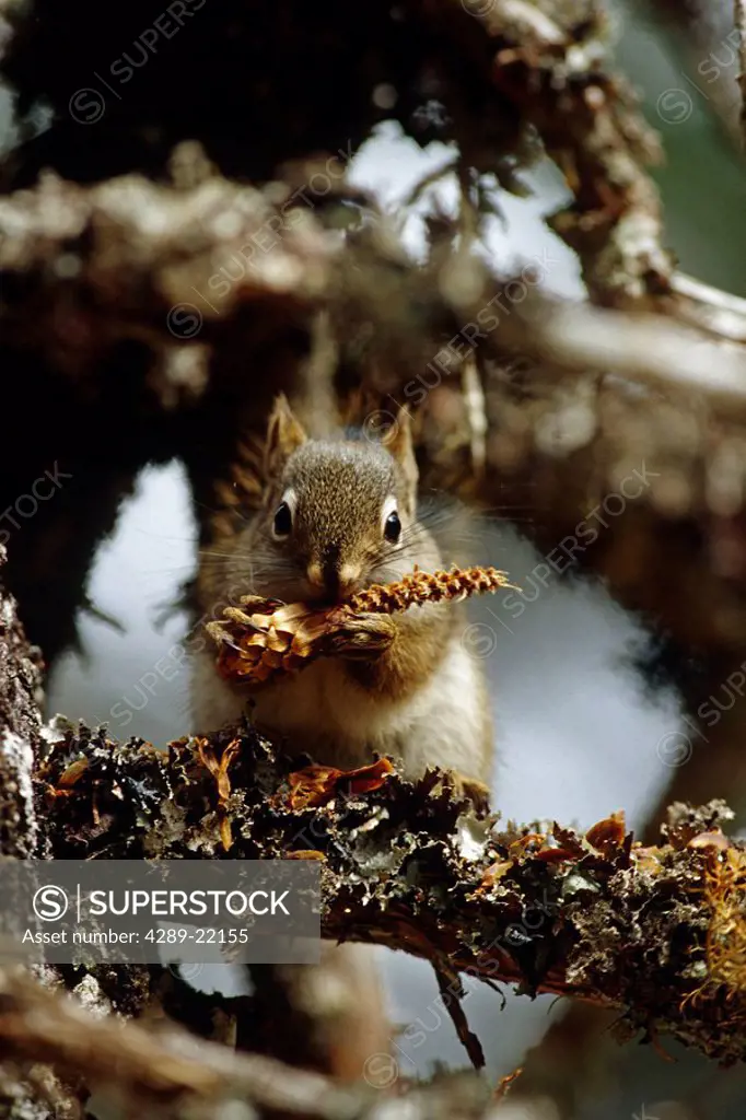 Portrait of Red Squirrel in Spruce Tree KP AK Summer Seldovia
