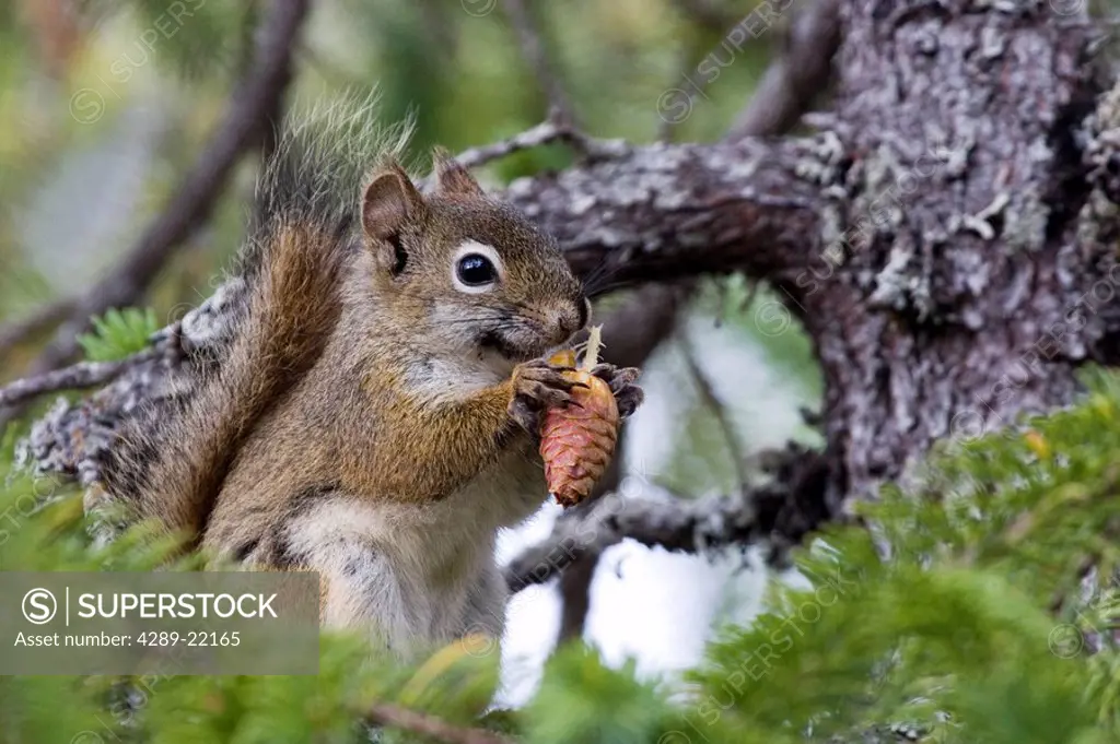 Closeup of Red Squirrel perched in spruce tree eating cone Kachemak Bay State Park Alaska Summer