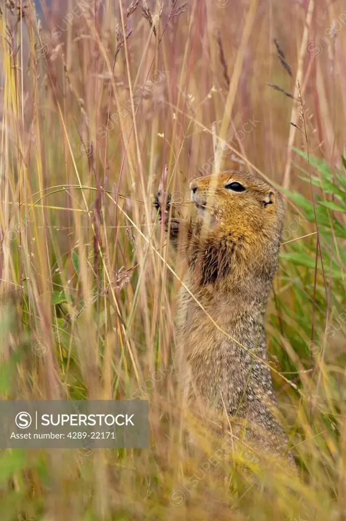 An Arctic ground squirrel feasts on grass seeds near the Eielson Visitor Center in Denali National Park and Preserve, Interior Alaska, Summer