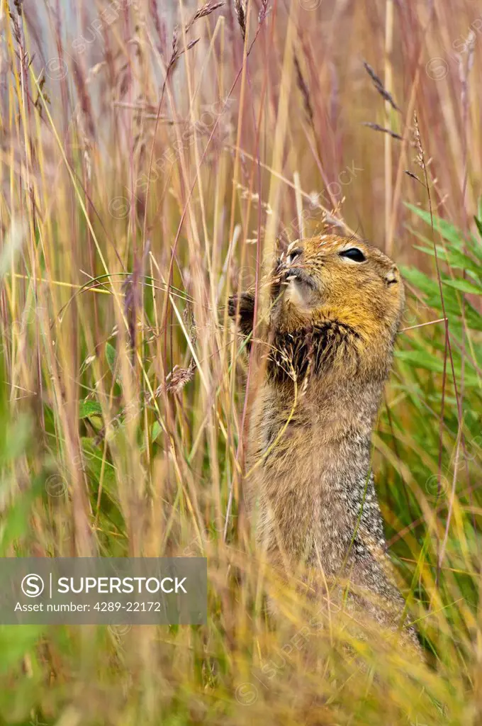 An Arctic ground squirrel feasts on grass seeds near the Eielson Visitor Center in Denali National Park and Preserve, Interior Alaska, Summer