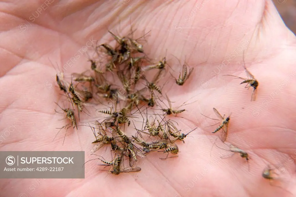Close up of a handful of mosquitoes lying in a man´s hand, Alaska