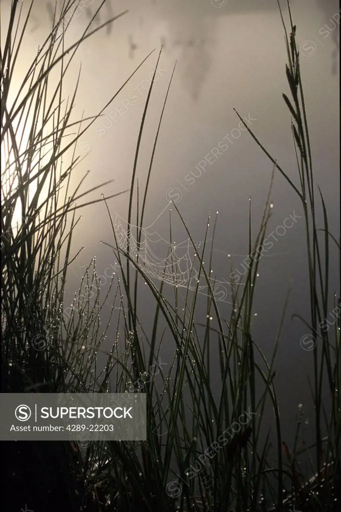 Spider Web in Fog at Sunrise Little Summit Lake KP AK summer close_up