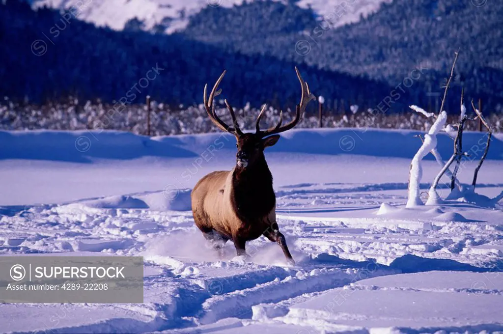 Bull Elk in Snow at Big Game Alaska Captive SC