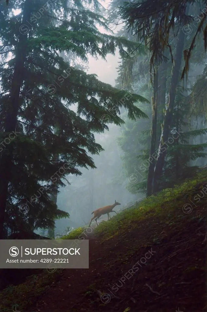 Sitka Black Tail deer Tongass Natl Forest AK crosses hiking trail Southeast