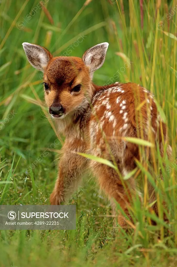Young Sitka Blacktail fawn in grass Captive Alaska Wildlife Conservation Center Spring