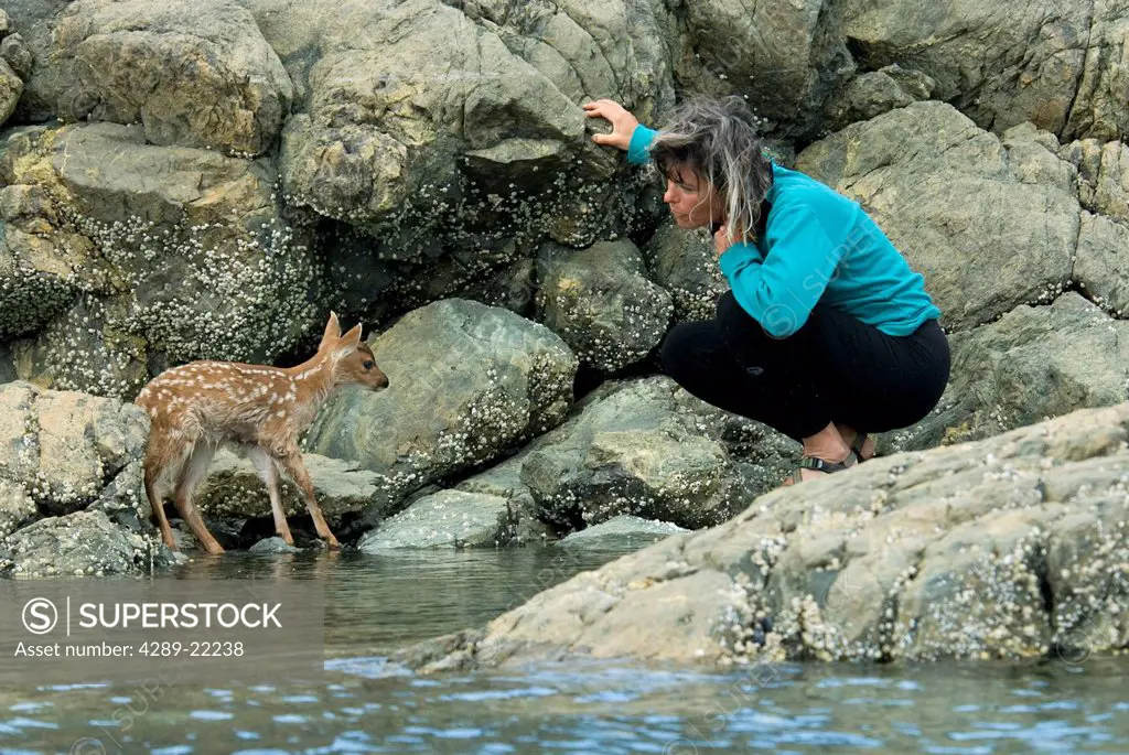Woman tries to coax a young Sitka Black_tail deer fawn back on to dry land before the tide comes in on Knight Island off Johnson Bay, Prince William S...