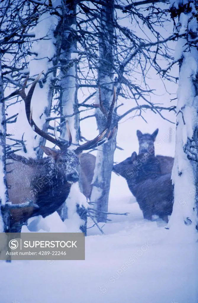 Various Elk in Snowstorm @ Big Game Alaska SC Alaska captive winter