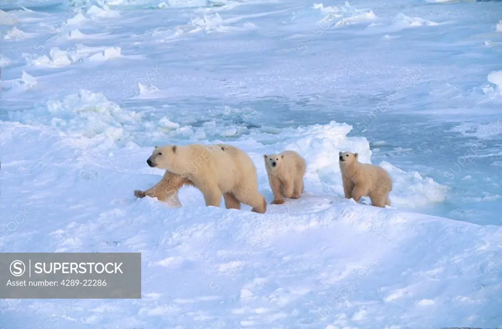 Polar Bear Sow Walks W/ Two Cubs Following Churchill CA