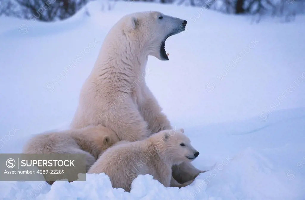 Polar Bear Sow & Cubs Cape Churchill Manitoba Canada winter portrait