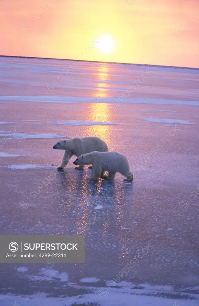 Two Polar Bears Walking Churchill Manitoba Canada Sunset Beach