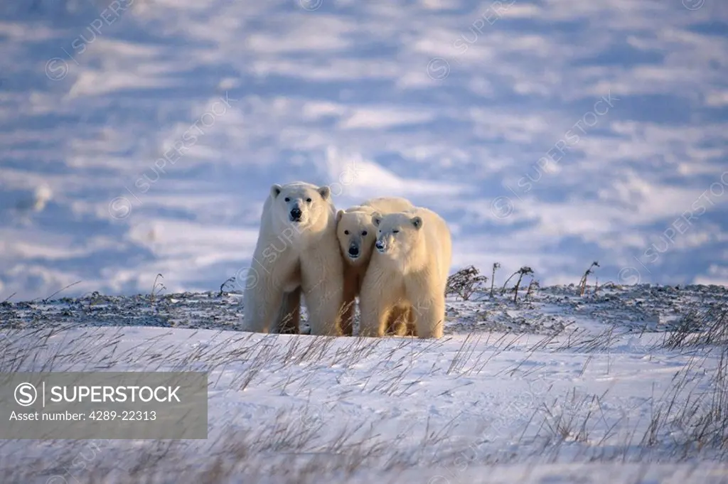 Polar Bears Posing for Photo Churchill Manitoba Canada