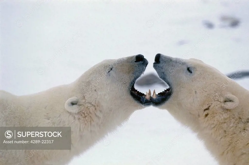 Polar Bears kissing Cape Churchill Manitoba Canada winter portrait