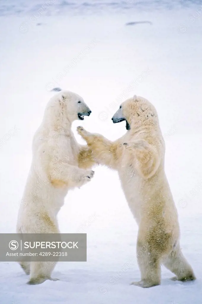 Polar Bear playfighting Cape Churchill Manitoba Canada winter portrait