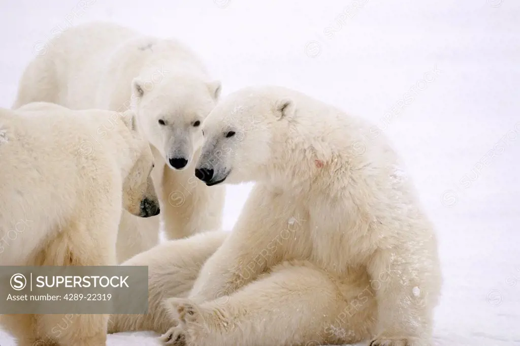 Polar Bears playing Cape Churchill Manitoba winter portrait