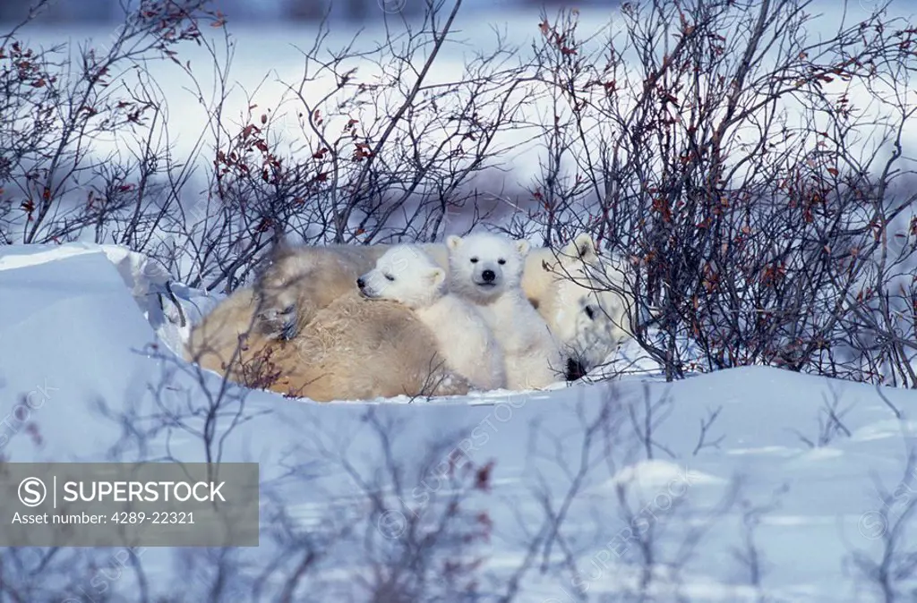 Polar Bear Sow & Cubs Resting in Snow Churchill Canada