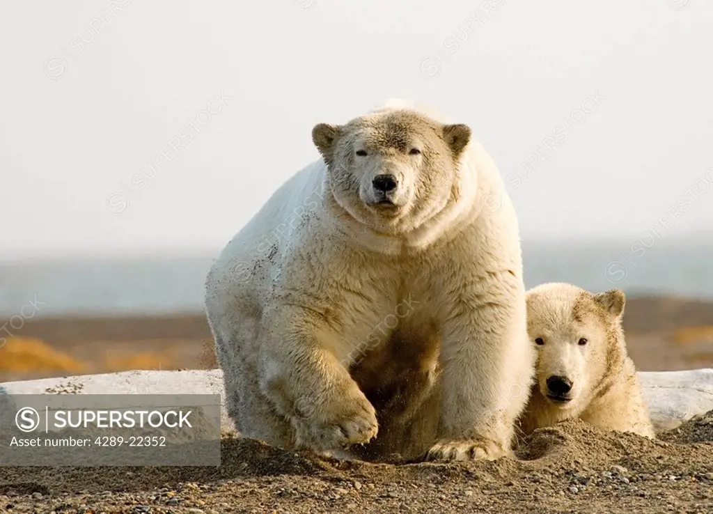 Female polar bear defending yearling cub on barrier island near Kaktovik, Alaska