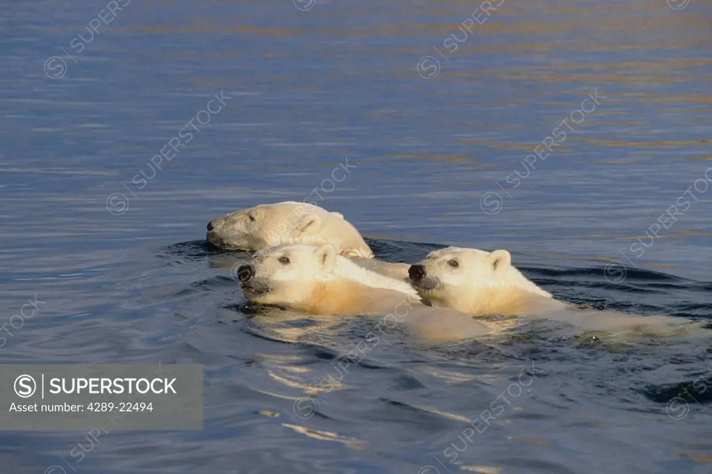 Polar bear mother & cubs swimming in Beaufort Sea off coast of Arctic National Wildlife Refuge AK