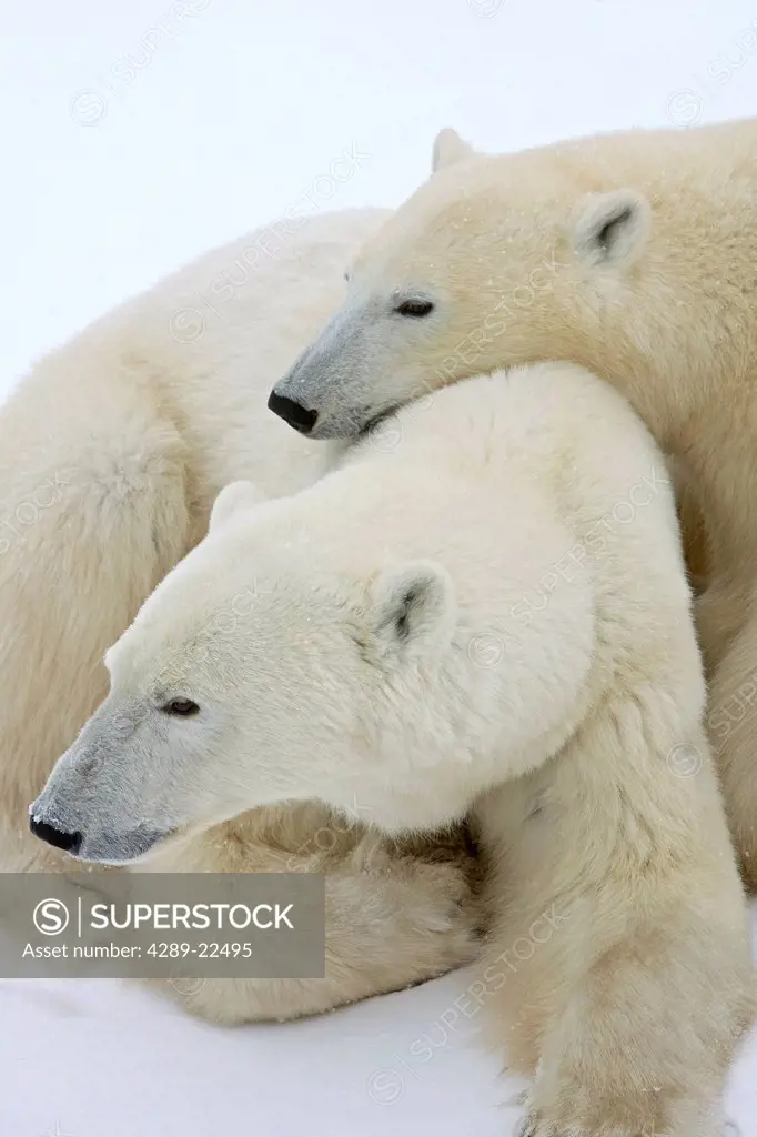 A Polar Bear sow and her cub snuggle together on the ice in Churchill, Manitoba, Canada, Winter