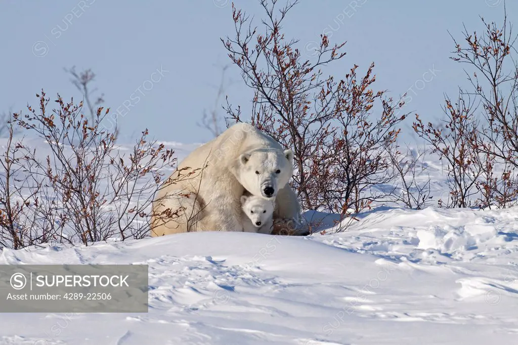 A 12_ 14 week old Polar Bear Ursus maritimus cub huddles beneath its mothers front legs for protection and shelter, Wapusk National Park, Manitoba, Ca...