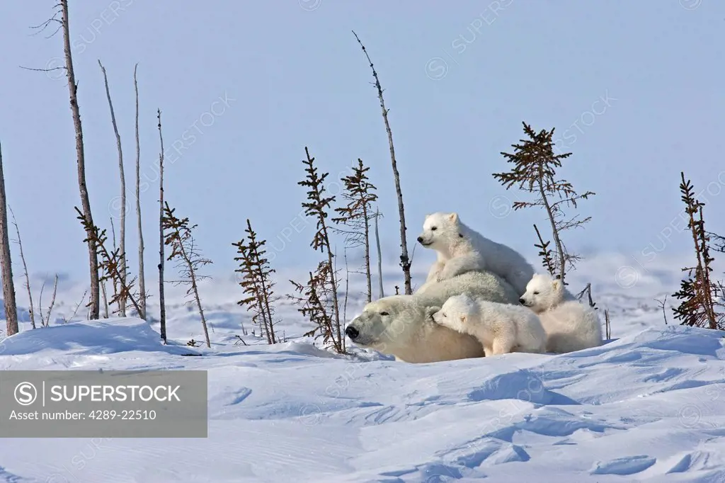 A Polar Bear sow Ursus maritimus beds down for a rest with her triplet cubs , Wapusk National Park, Manitoba, Canada, Winter