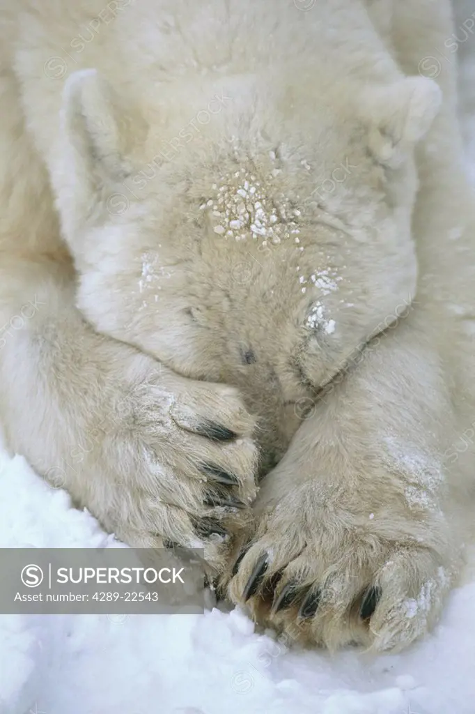 Polar Bear paws cover face Cape Churchill Manitoba Canada winter portrait