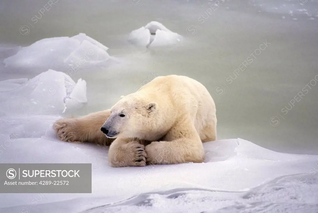 Polar bear lying on the ice Churchill Manitoba Canada Spring