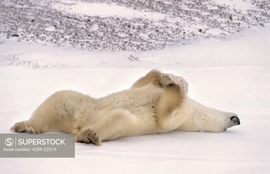Polar bear lying on back on the ice Churchill Manitoba Canada