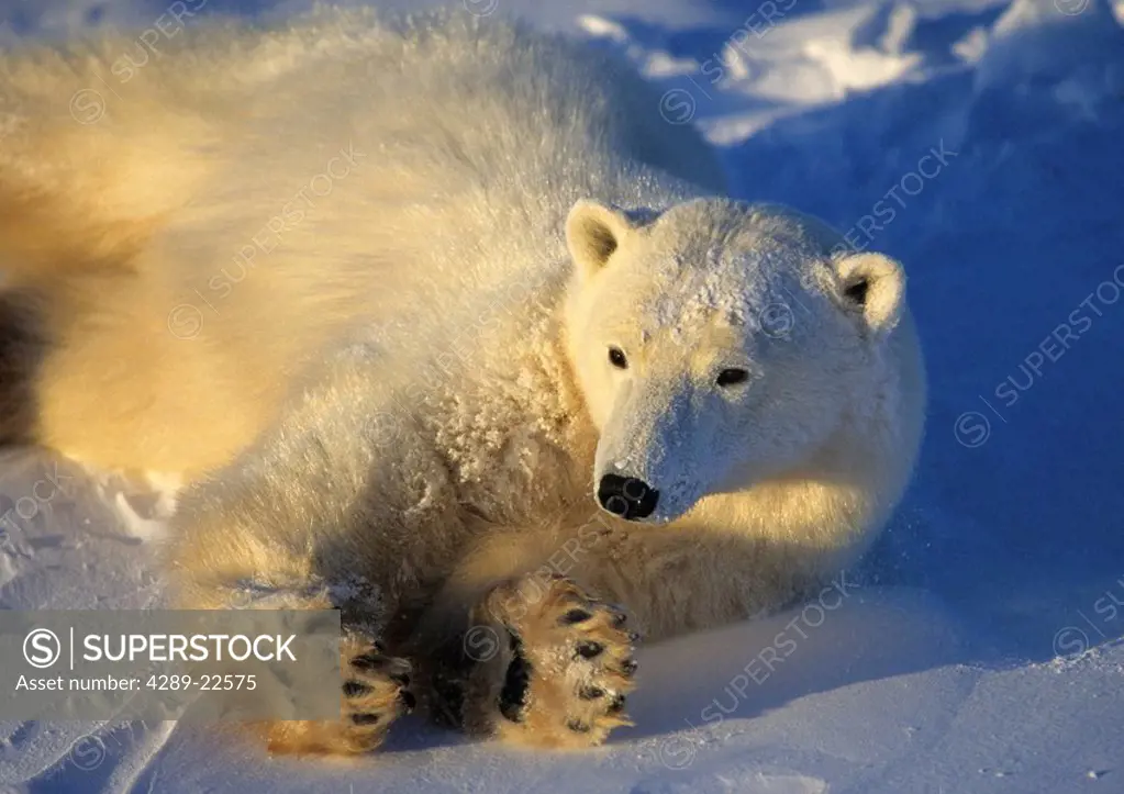 Polar bear laying in snow in evening light Churchill Manitoba Canada