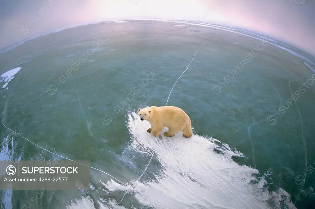 Polar Bear standing on world Churchill Manitoba Composite Digital Original