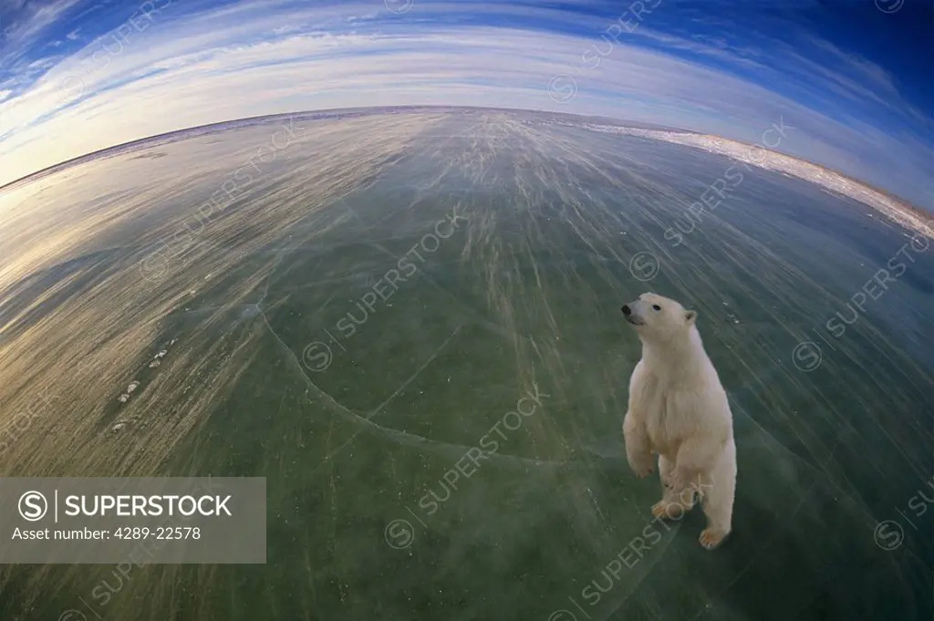 Polar Bear standing on world Churchill Manitoba Composite Digital Original