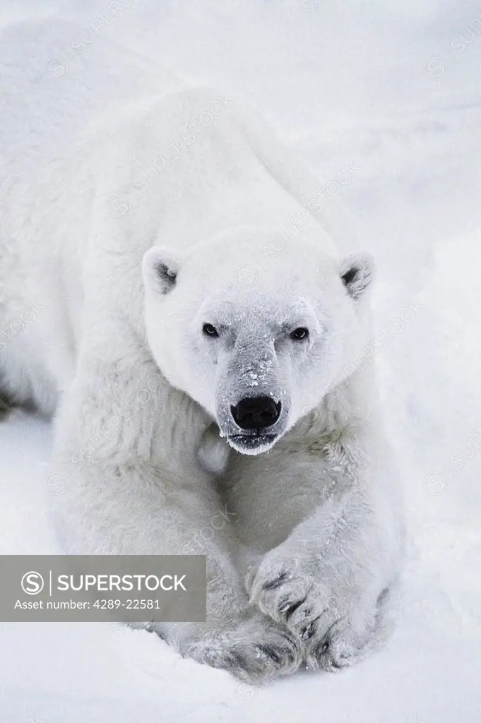 Polar Bear Cape Churchill Hudson Bay Winter Manitoba Canada