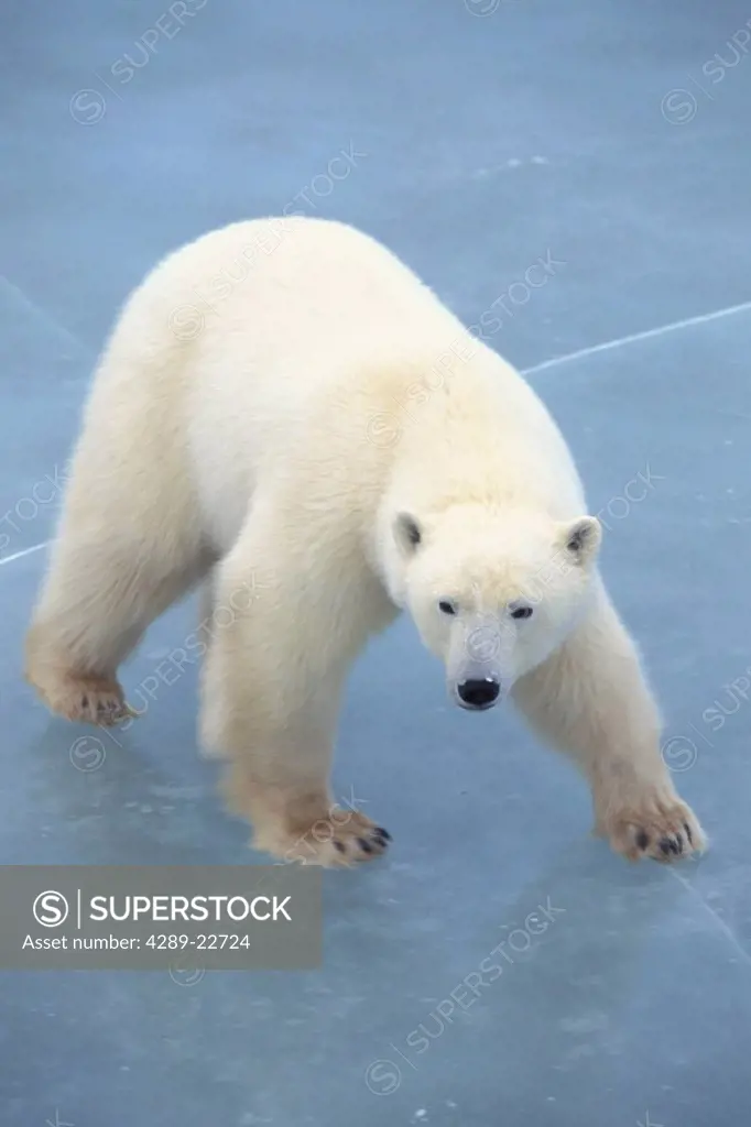 Polar Bear Walking on Ice Churchill Manitoba Canada Winter