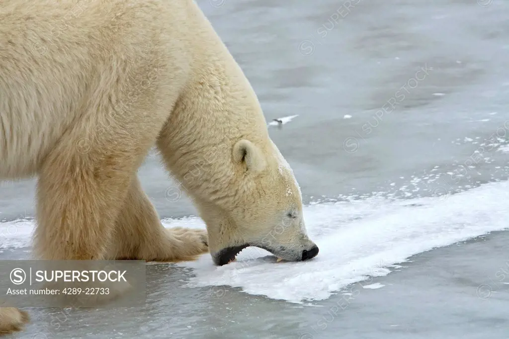 A Polar Bear boar takes a bite of ice while standing on a frozen lake in Churchill, Manitoba, Canada, Winter