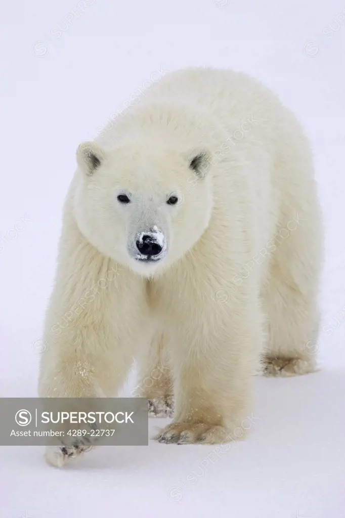 Portait of a Polar Bear Ursus maritimus with fresh snow covering its snout in Churchill, Manitoba, Canada, Winter