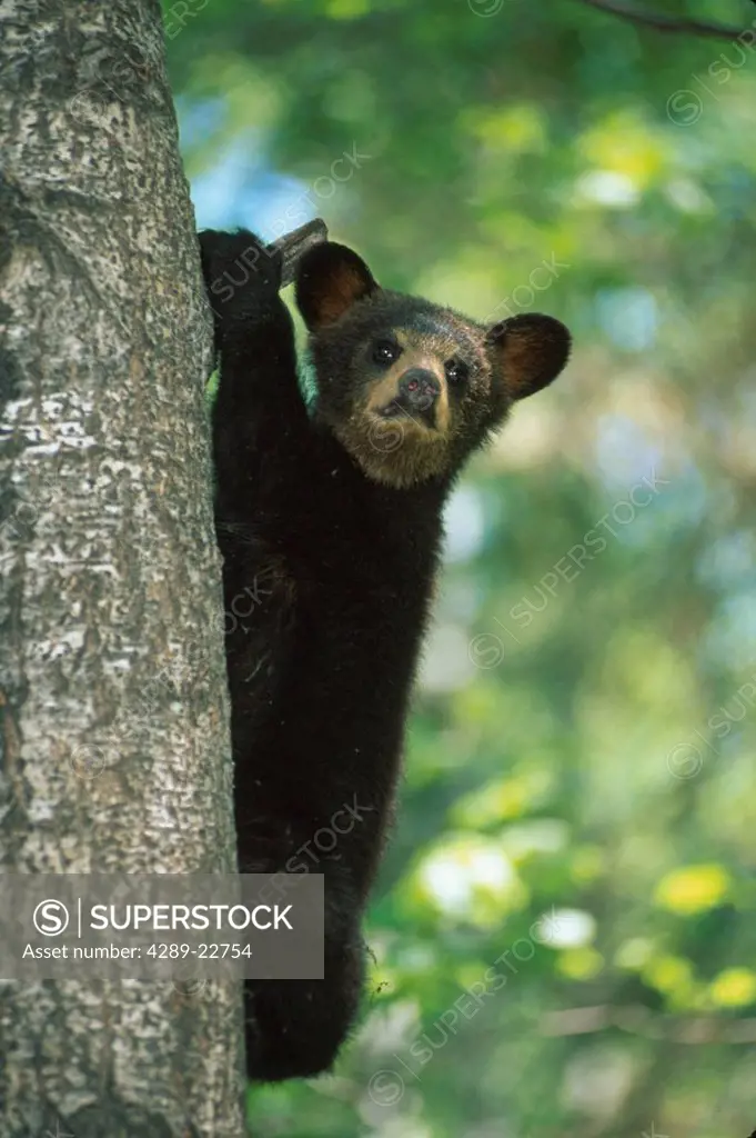 Portrait of Black bear Cub in Tree Minnesota