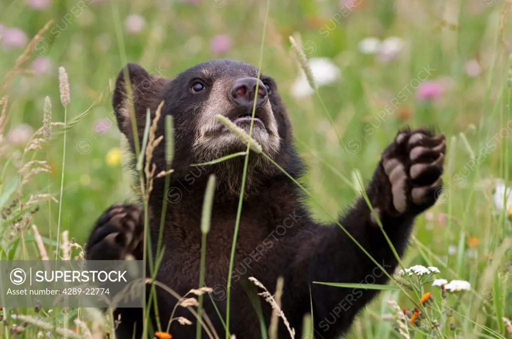Black bear cub in meadow of wildflowers Minnesota Spring Captive